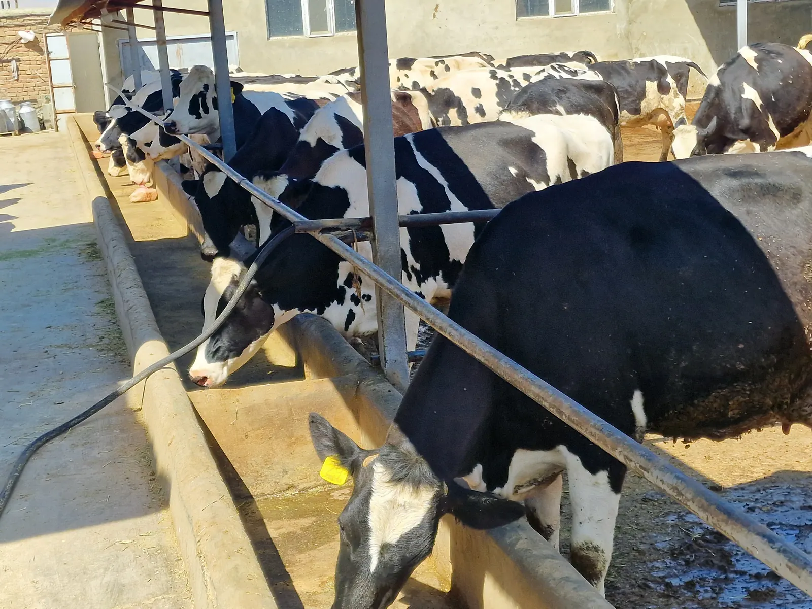 Cattle feeding line at the dairy farm