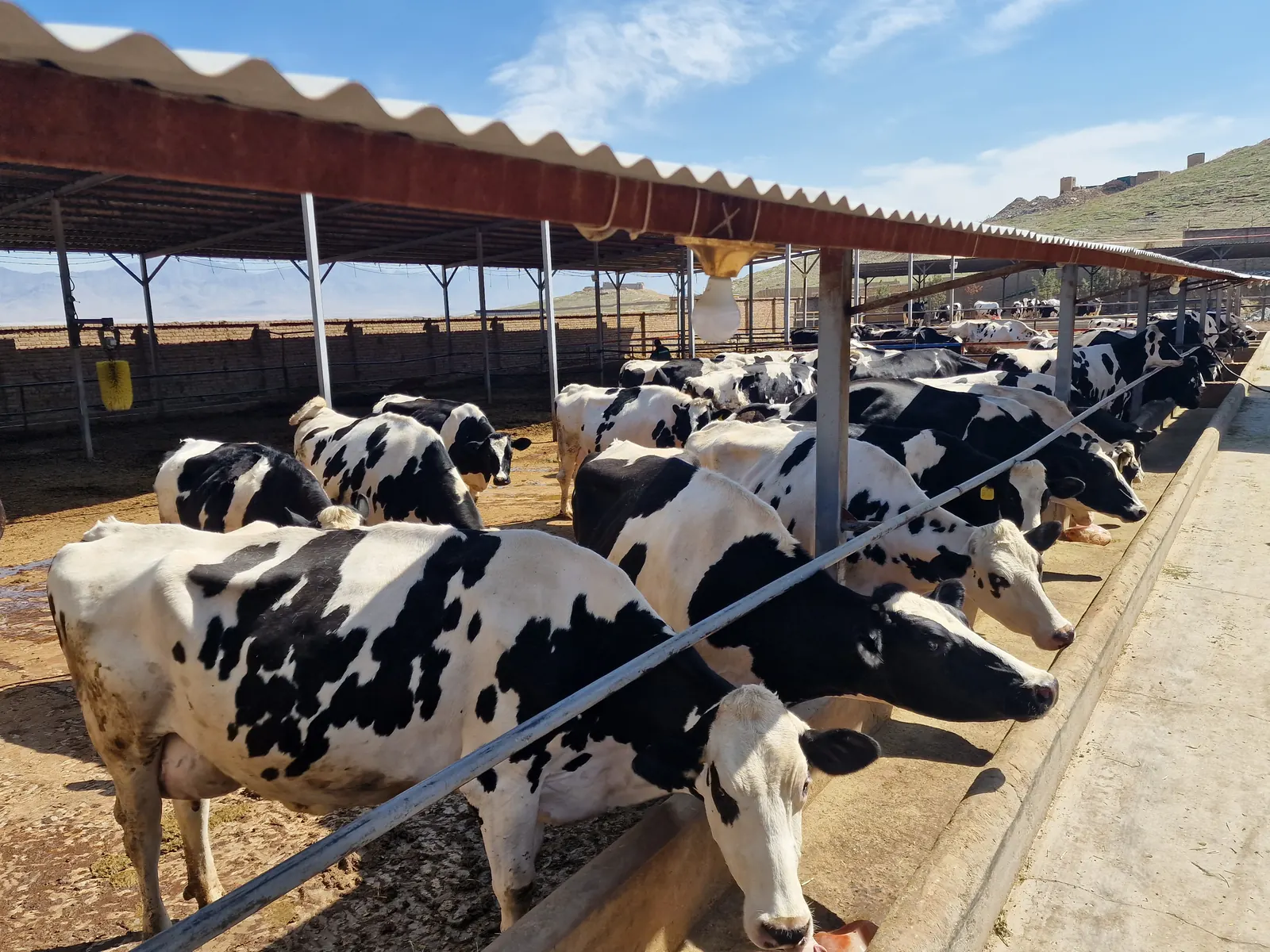 Hadis Hanofa dairy herd