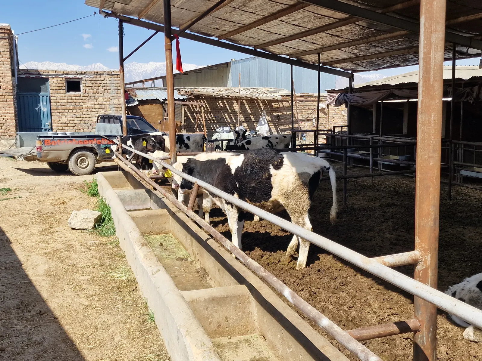 Dairy cattle housing at Hadis Hanofa farm